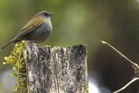 Catharus gracilirostris